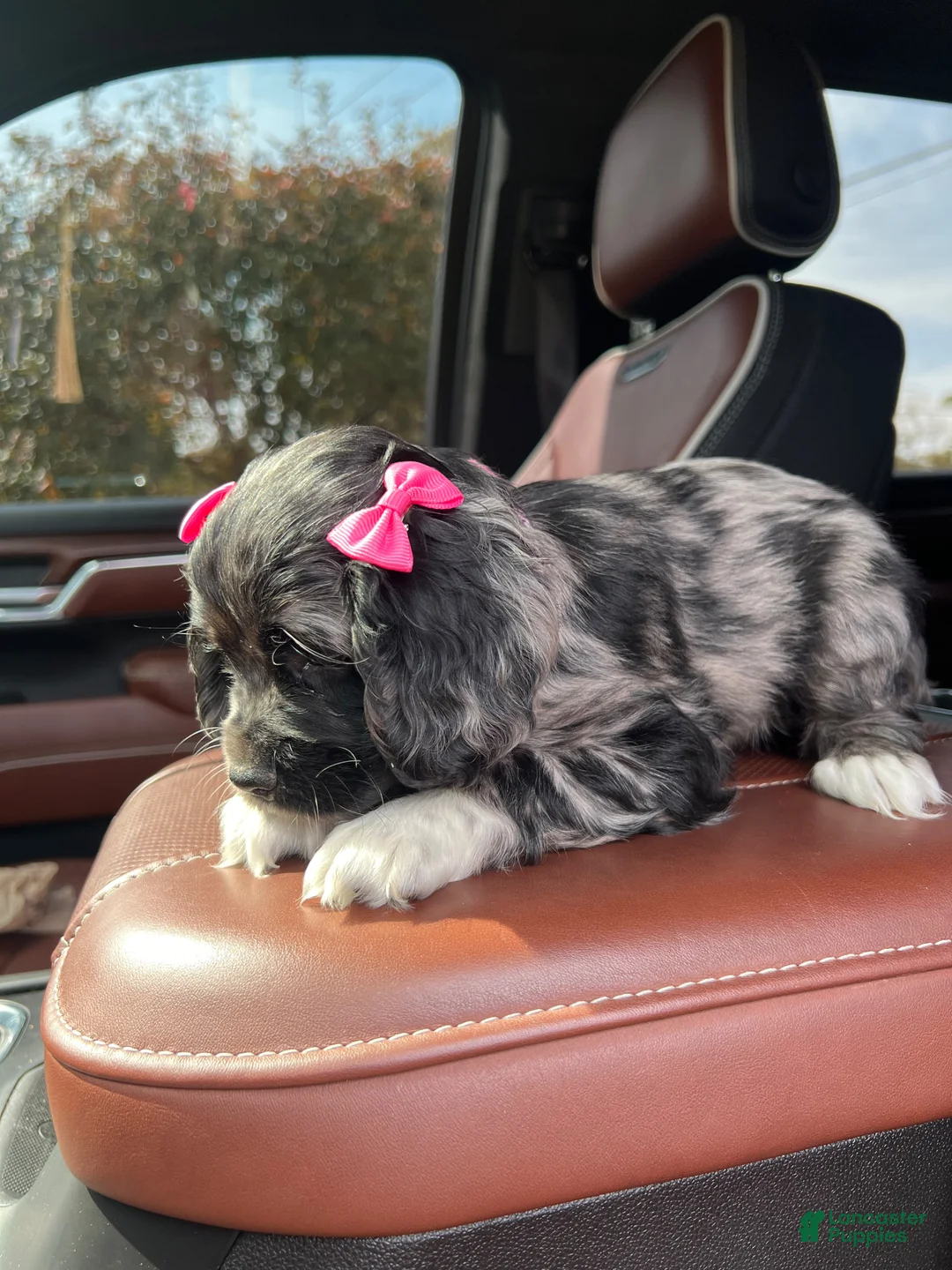 Cocker Spaniel dogs for sale: 🖤🎃 Salem🖤🎃  - Ad 1