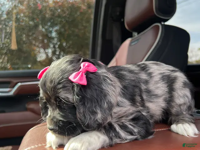 Cocker Spaniel dogs for sale: 🖤🎃 Salem🖤🎃 - Ad 1