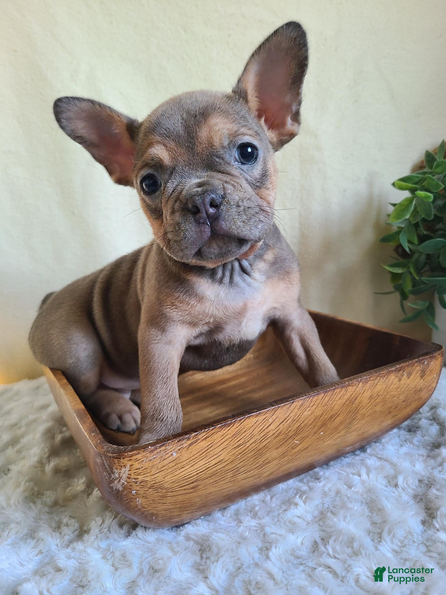 Frenchton dogs for sale: Jasper - Ad 1
