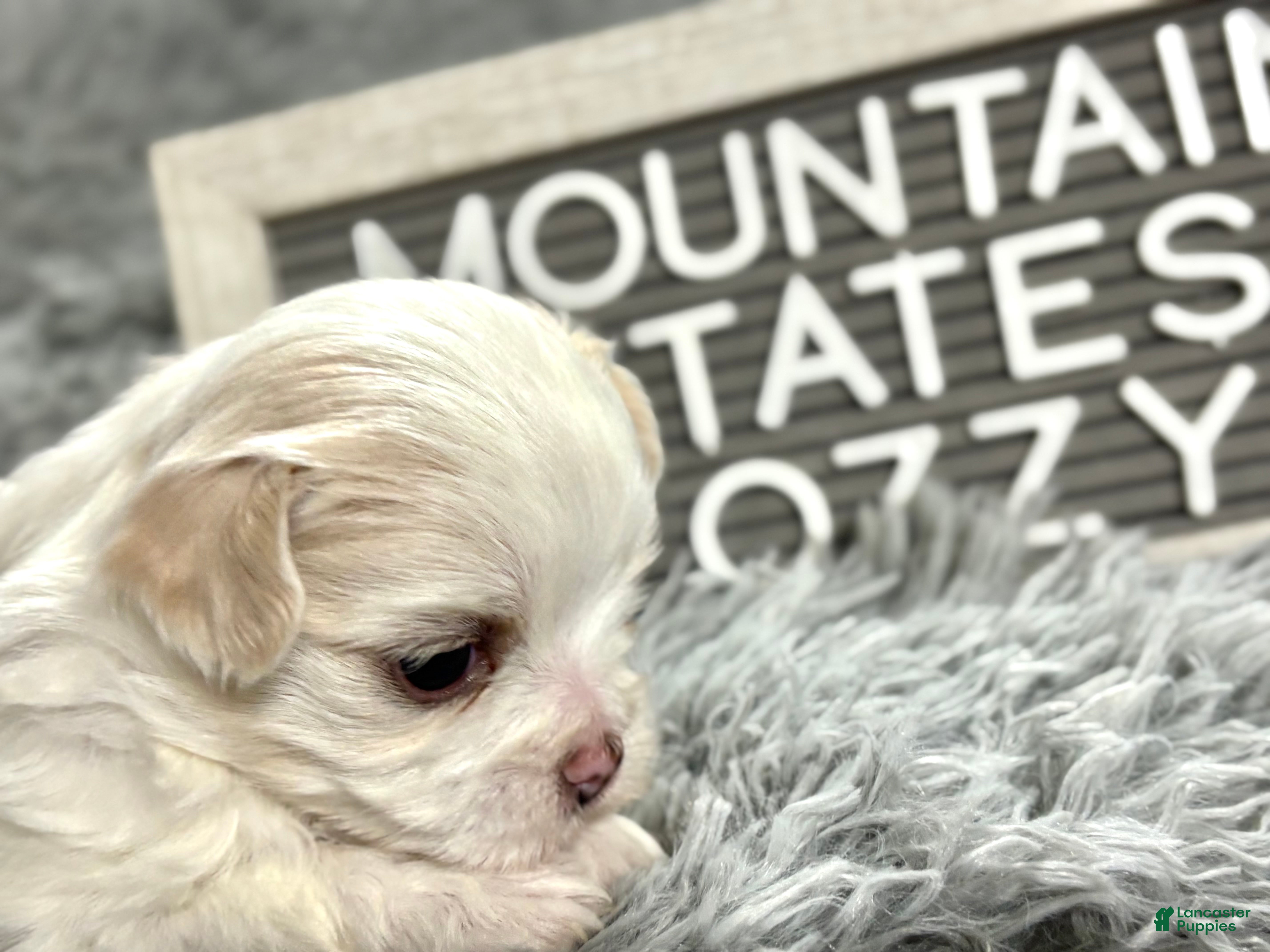 Maltipoo dogs Tiny little OZZIE - Ad 21