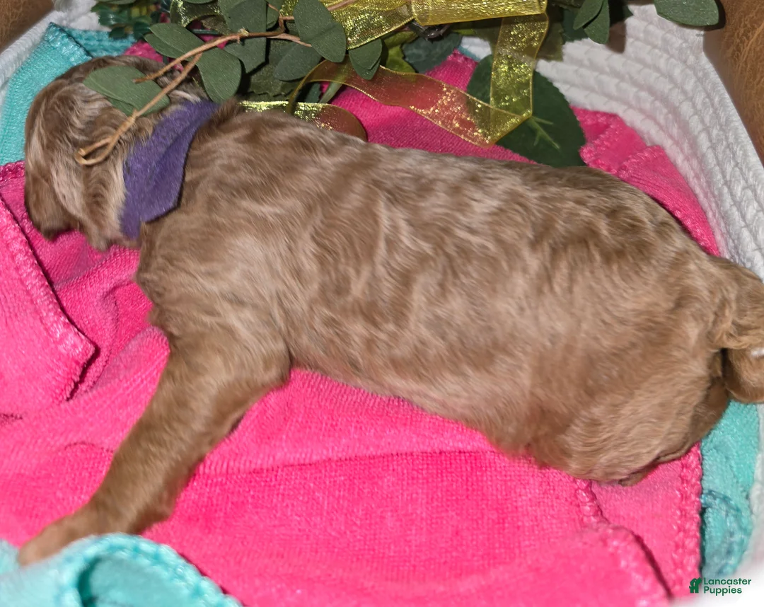 Goldendoodle dogs for sale: Goldendoodle Puppy 11 - Ad 2