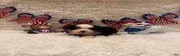 Bernese Mountain Dog dogs for sale: Dean - Ad 23
