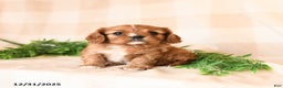 Cavalier King Charles Spaniel dogs for sale: Scarlet - Ad 1
