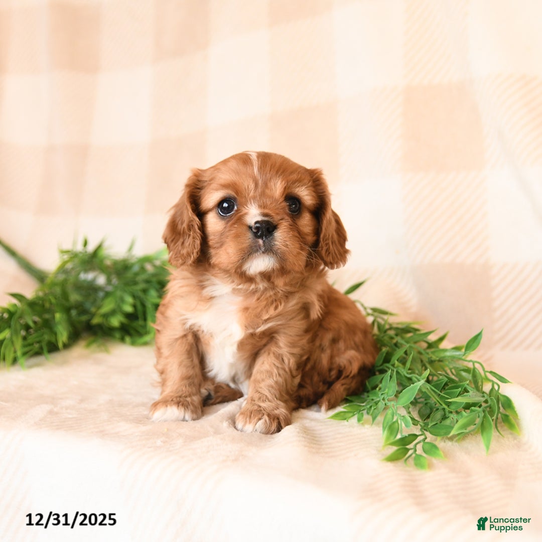 Cavalier King Charles Spaniel dogs for sale: Scarlet - Ad 1