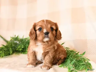Cavalier King Charles Spaniel dogs Scarlet - Ad 40