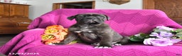 Cane Corso dogs for sale: Milo - Ad 3
