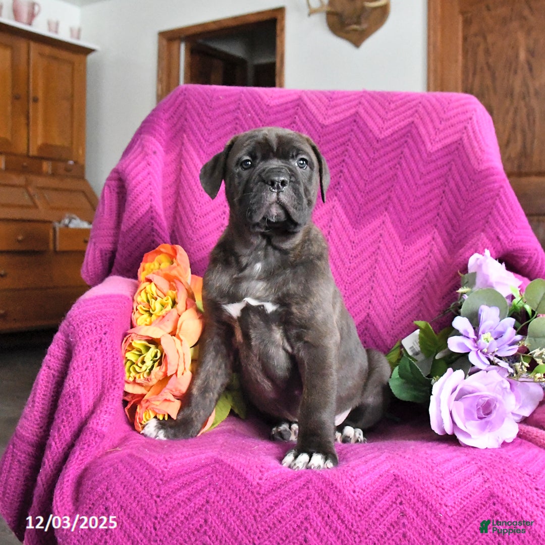 Cane Corso dogs for sale: Milo - Ad 3