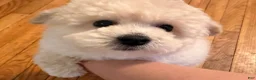 Bichpoo dogs for sale: Bump - Ad 8