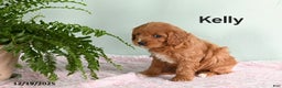 Cavapoo dogs for sale: Kelly - Ad 2