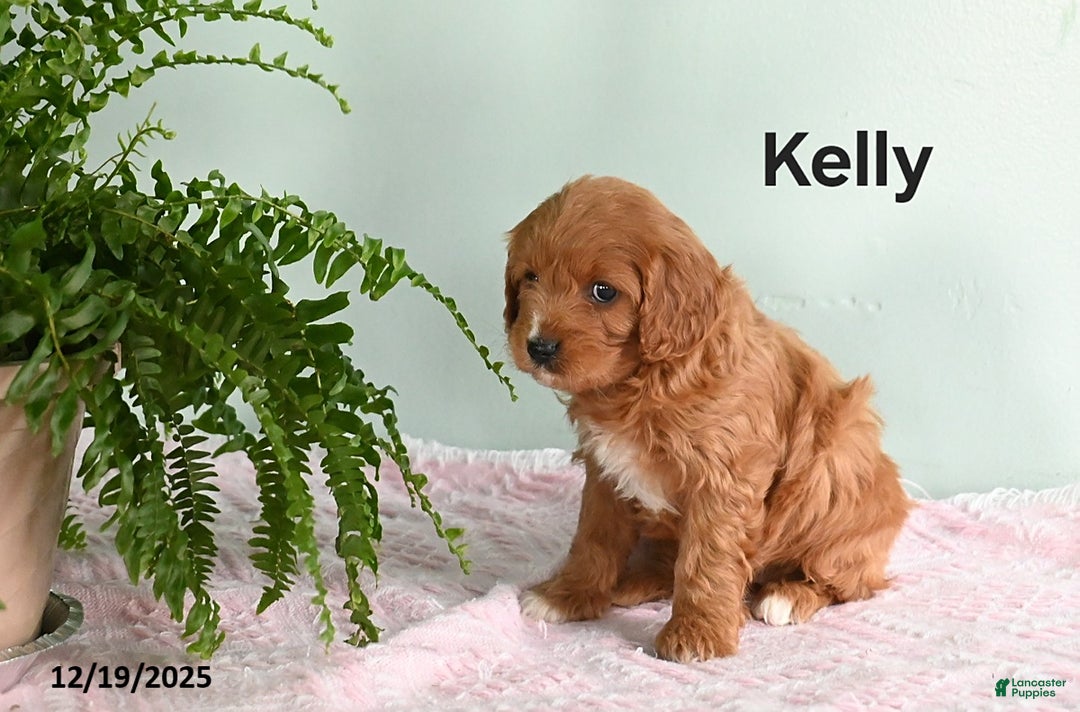 Cavapoo dogs for sale: Kelly - Ad 2