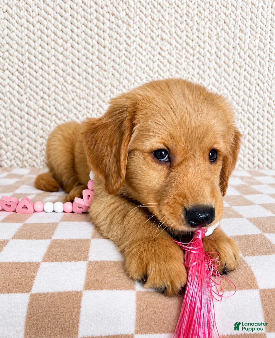 Golden Retriever dogs for sale: Lainey - Ad 2