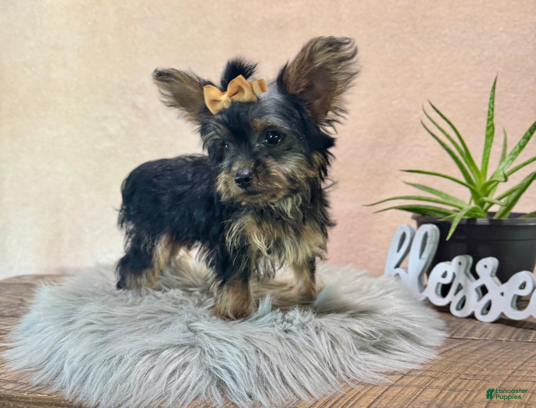 Yorkiepoo dogs for sale: Bella - Ad 3