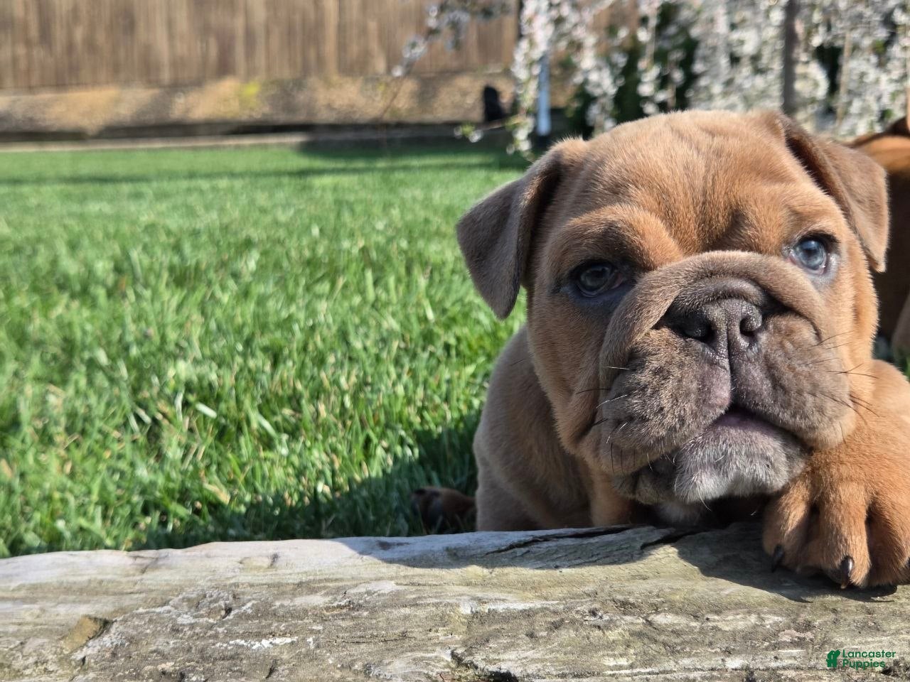 English Bulldog dogs Kona - Ad 2