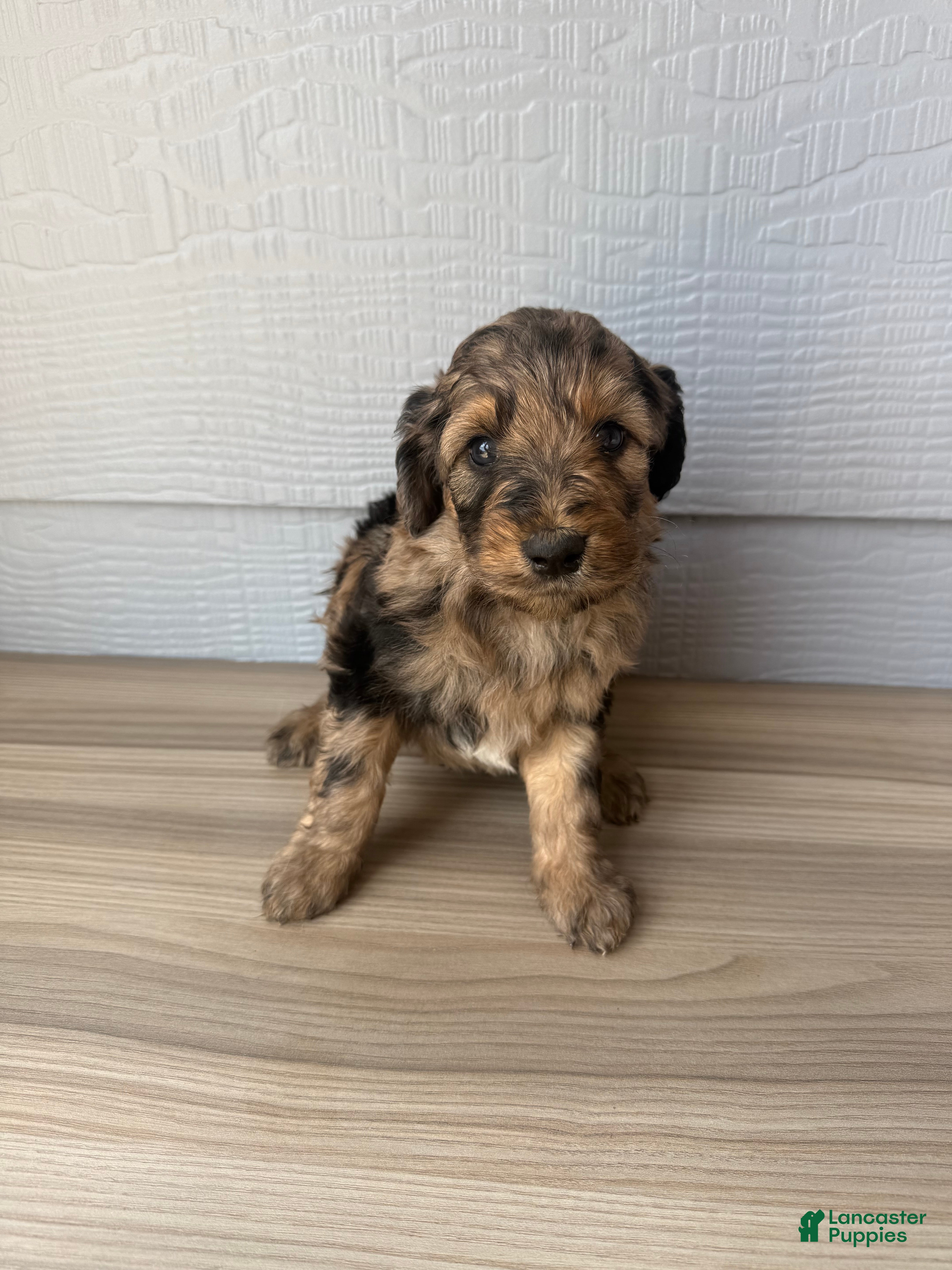 Aussiedoodle dogs Gomer - Ad 26