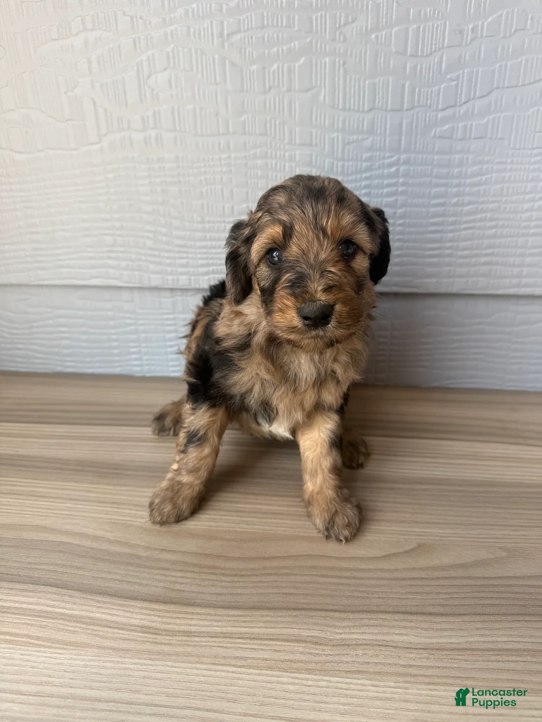 Aussiedoodle dogs for sale: Gomer - Ad 1