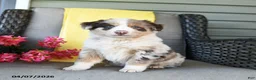 Australian Shepherd dogs for sale: Roscoe - Ad 2