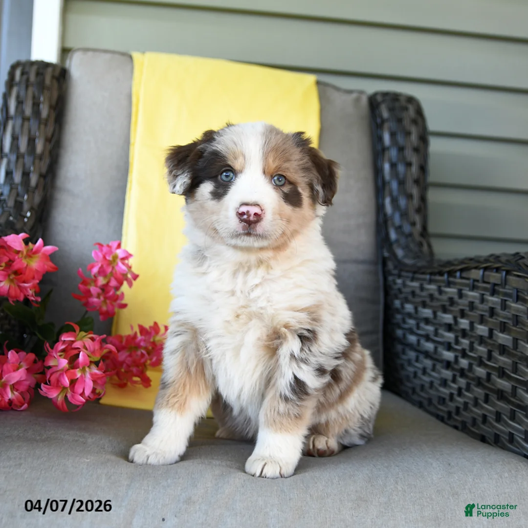 Australian Shepherd dogs for sale: Roscoe - Ad 2