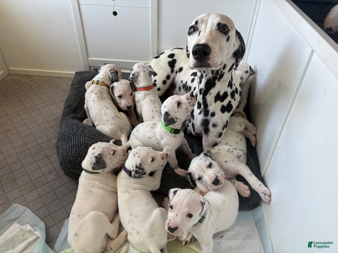 Mixed Breed dogs for sale: Samuel - Ad 13