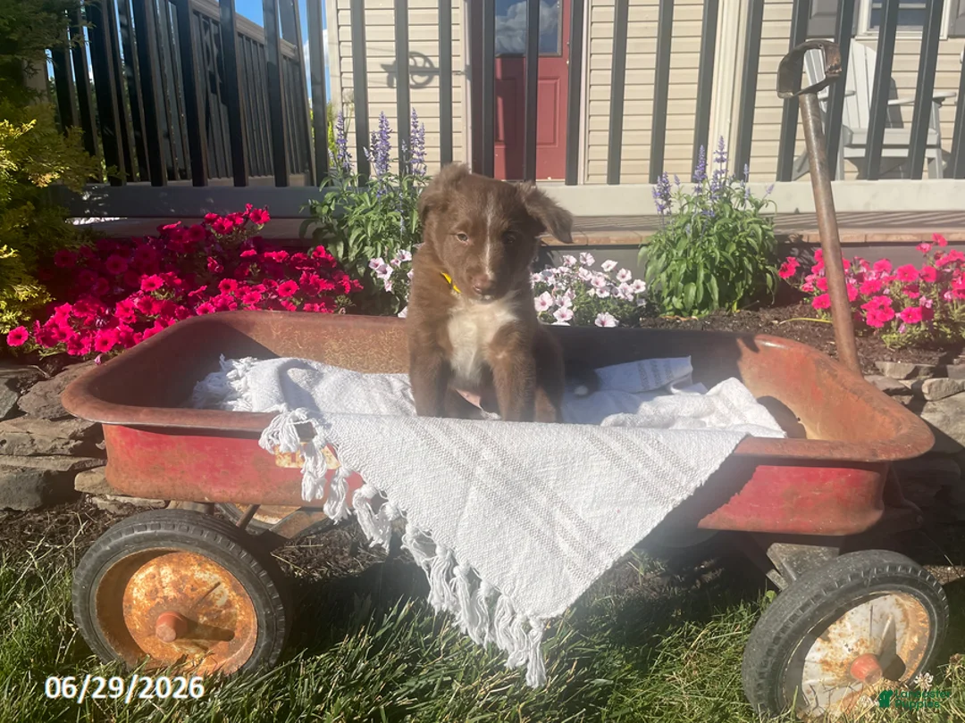 Border Collie dogs for sale: Bingo - Ad 1