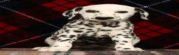 Dalmatian dogs for sale: Nellie - Ad 4
