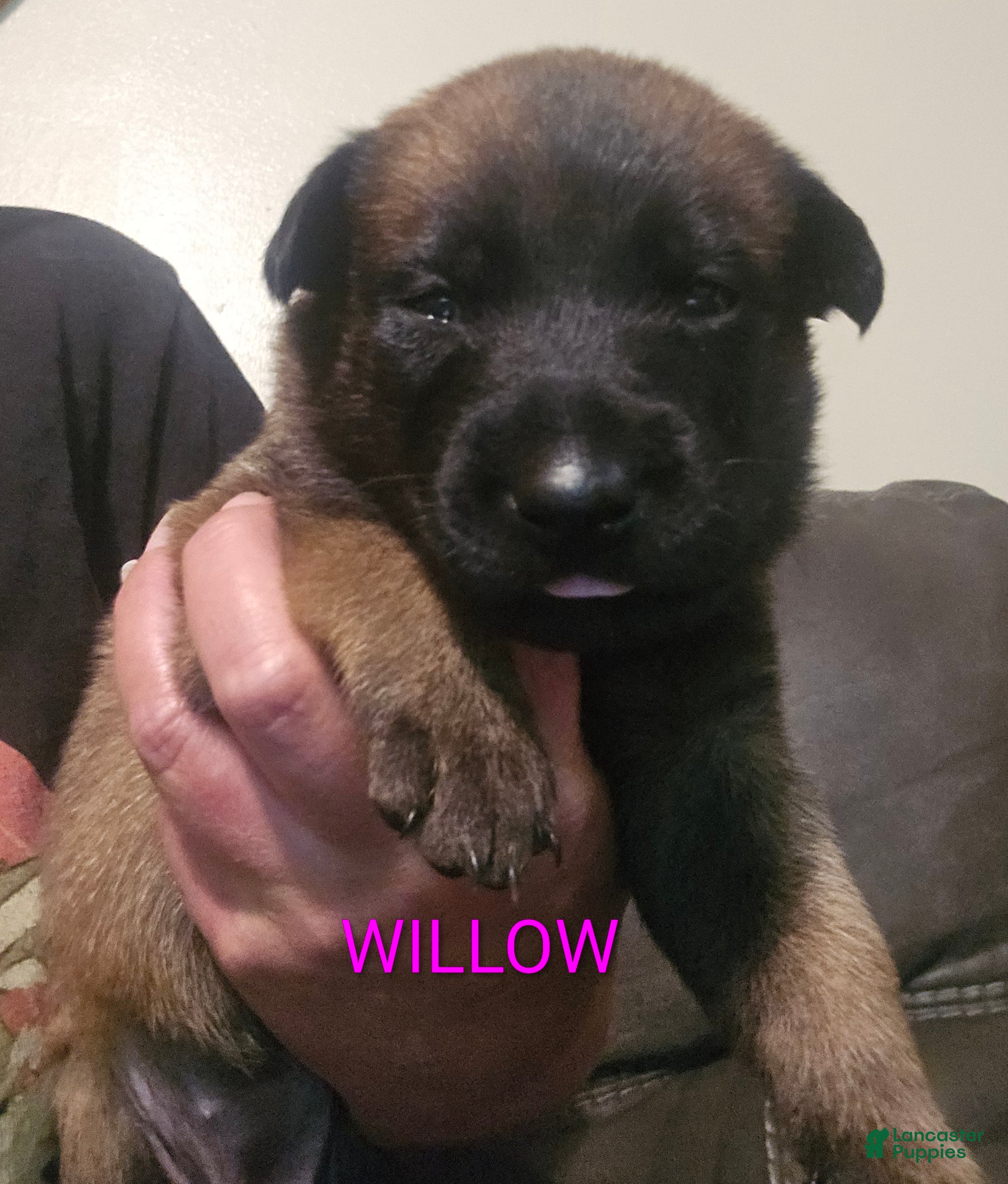 Belgian Malinois dogs Belgian Malinois 7 - Ad 2