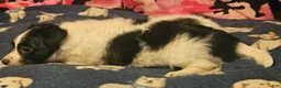 Chihuahua dogs for sale: Pearl - Ad 9