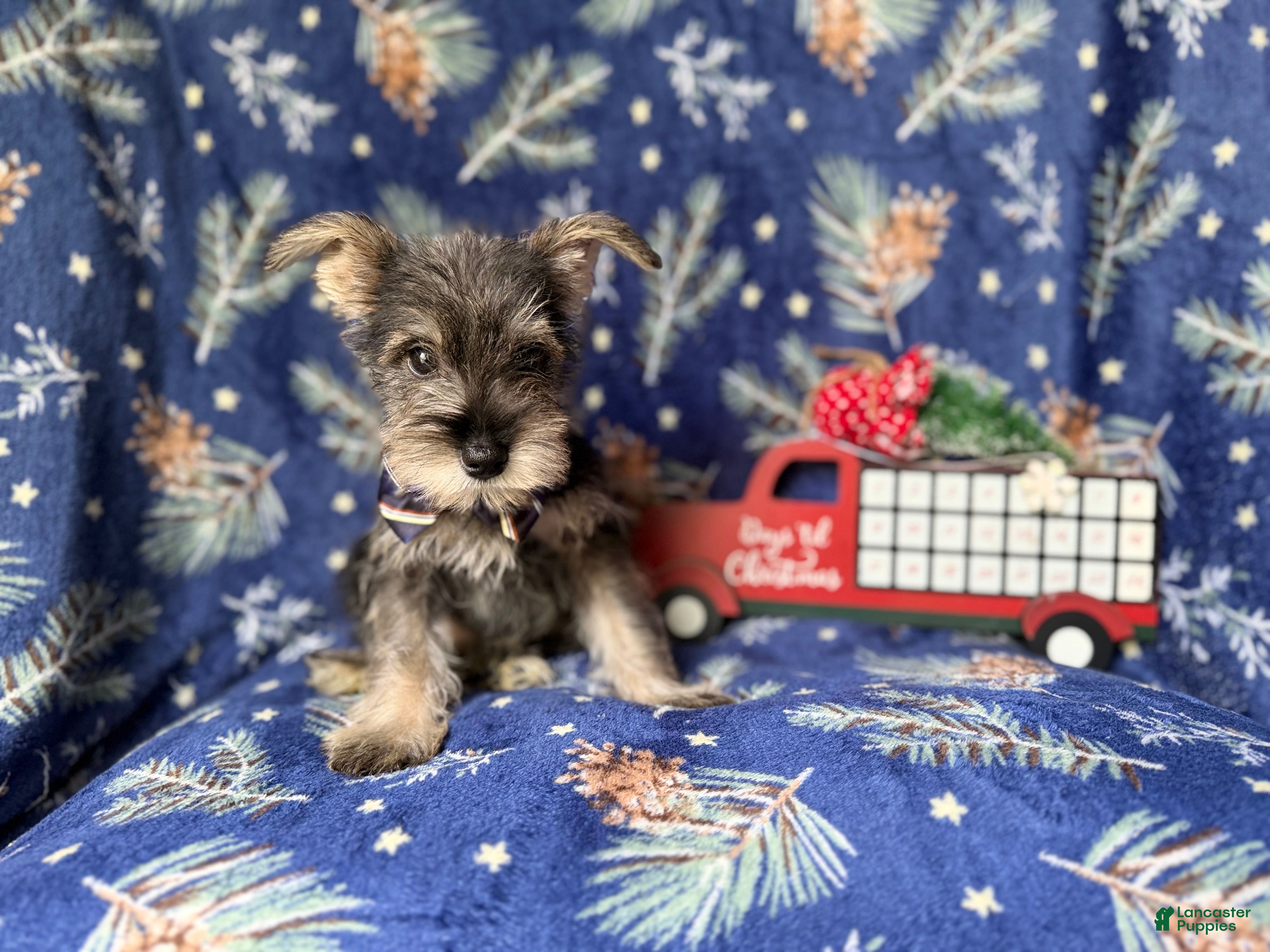 Miniature Schnauzer dogs Donner - Ad 1