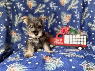 Miniature Schnauzer dogs Donner - Ad 1