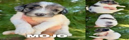 Goldendoodle dogs for sale: Mojo - Standard F1b - Ad 3