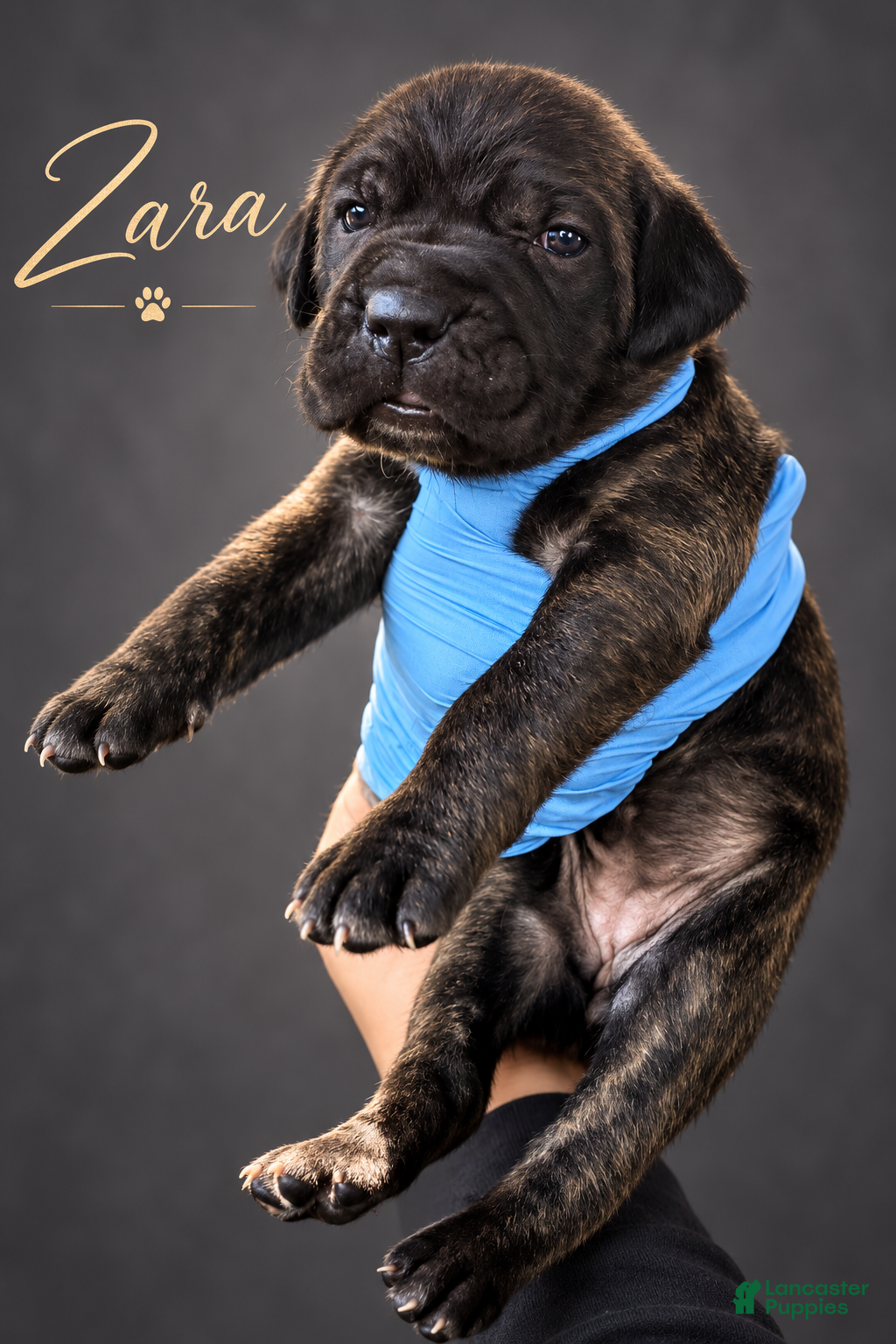 Cane Corso dogs Zara - Ad 2