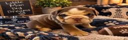 English Bulldog dogs for sale: Kane - Ad 1