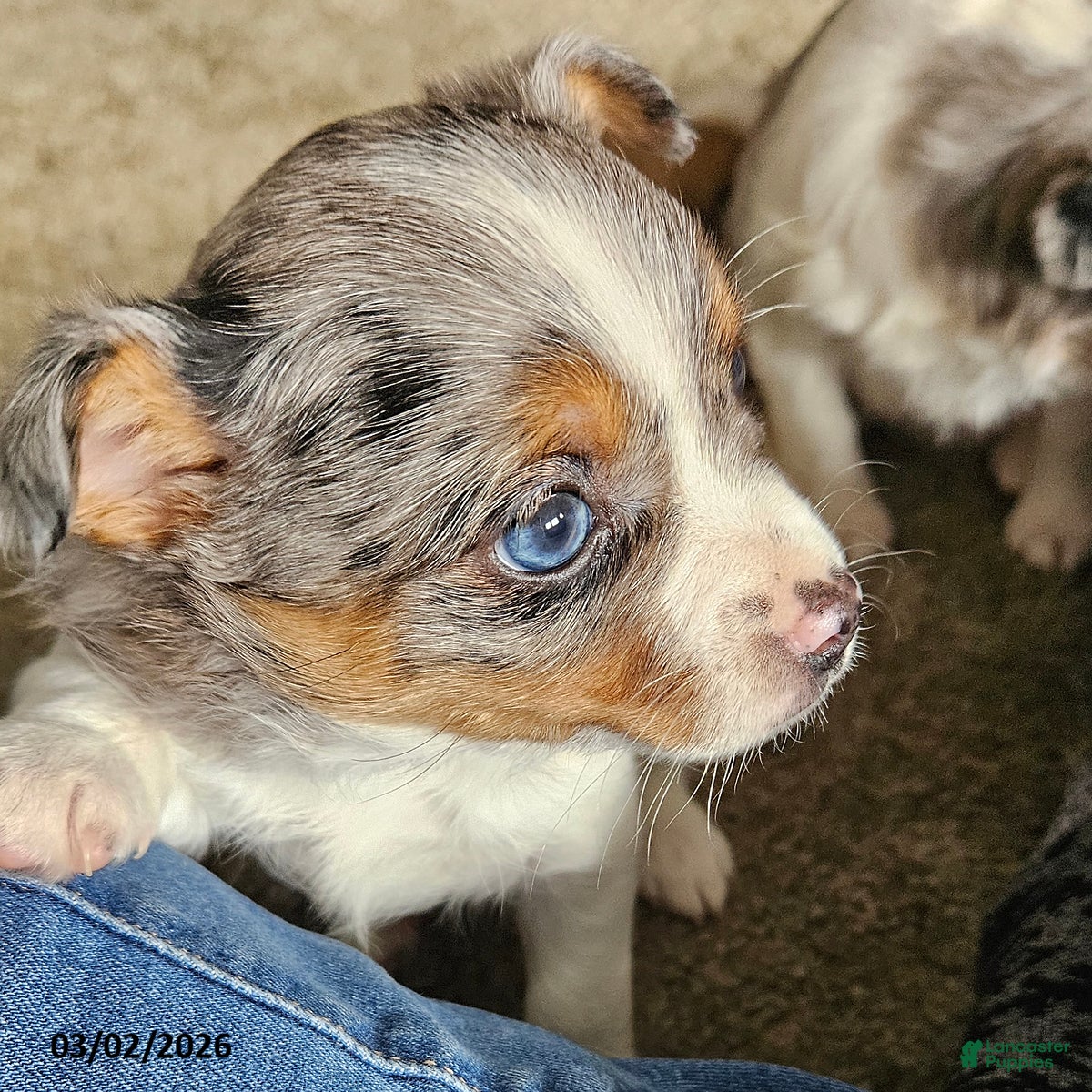 Mixed Breed dogs Trixy - Ad 1