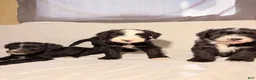 Sheepadoodle dogs for sale: Sheepadoodle Puppy 3 - Ad 10