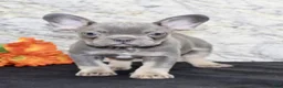 French Bulldog dogs for sale: Bella - Ad 5
