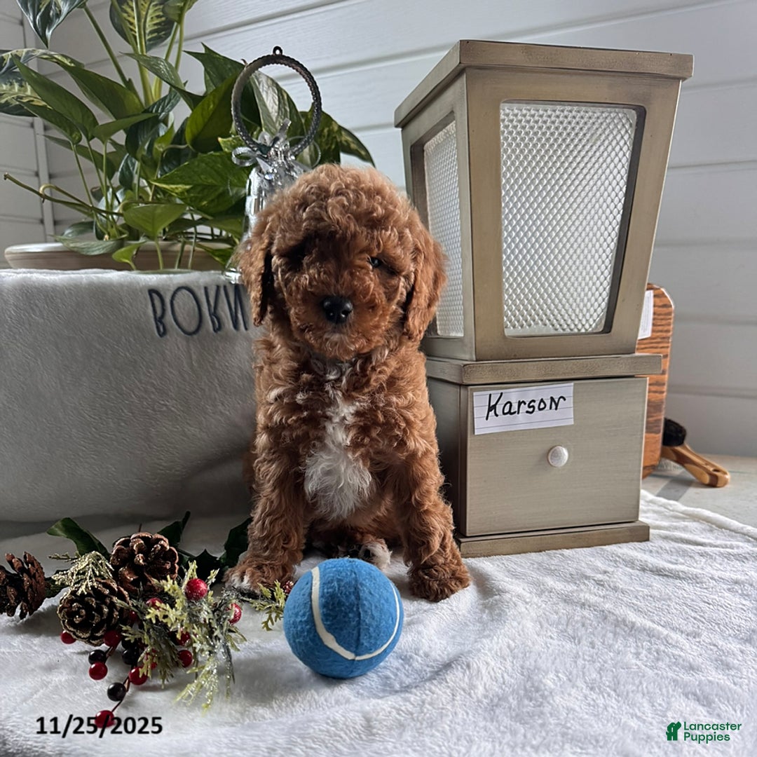 Miniature Poodle dogs for sale: Karson - Ad 1