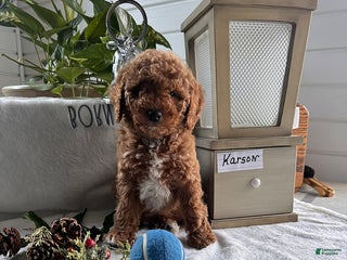Miniature Poodle dogs Karson - Ad 11