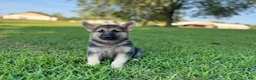 German Shepherd dogs for sale: Bella - Ad 3