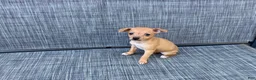 Chihuahua dogs for sale: Gidget - Ad 7