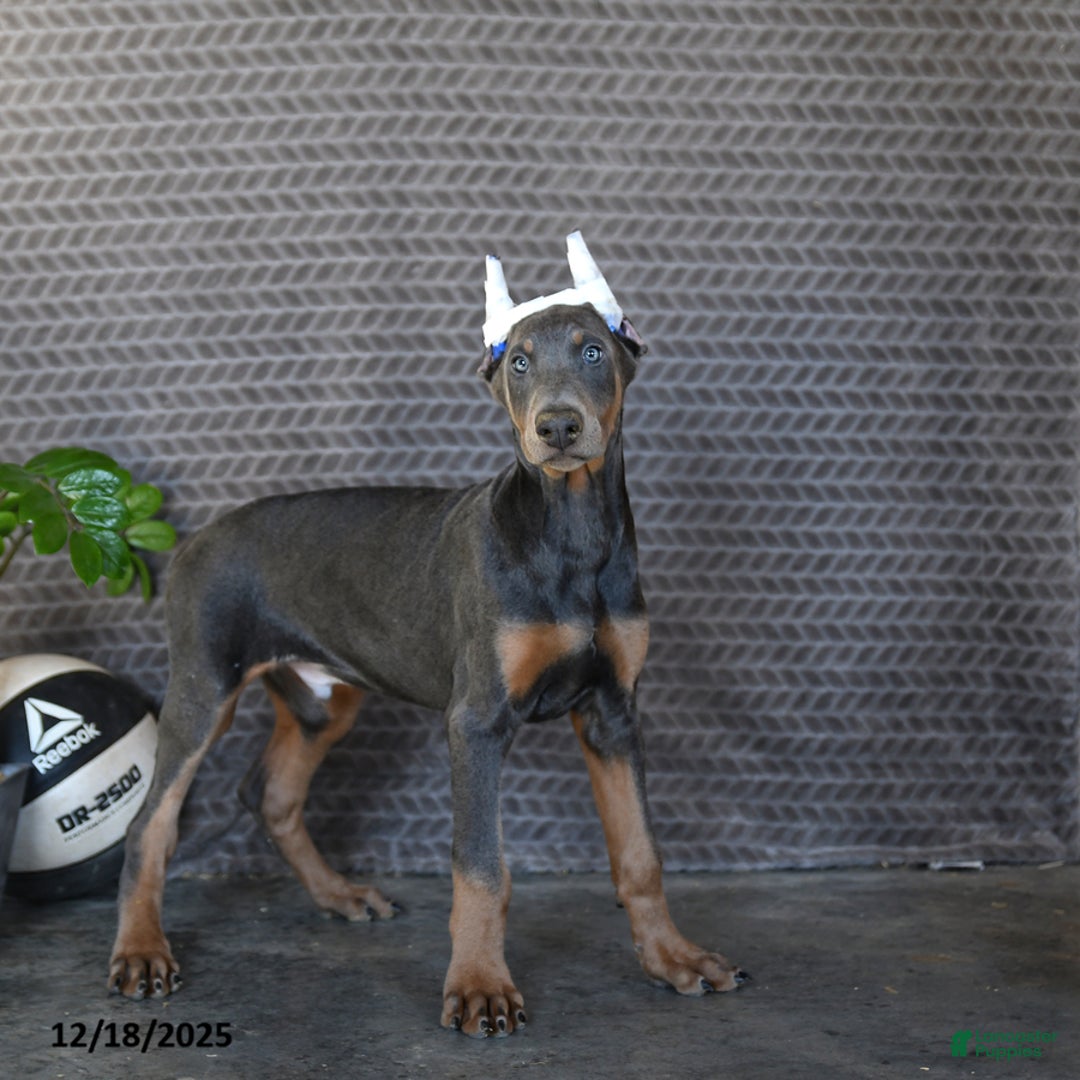 Doberman Pinscher dogs for sale: Zeke - Ad 1