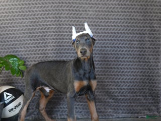Doberman Pinscher dogs Zeke - Ad 11