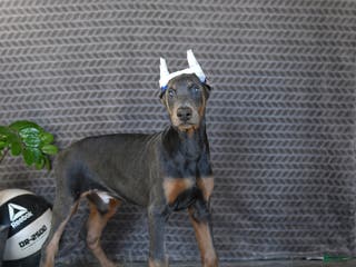 Doberman Pinscher dogs Zeke - Ad 6