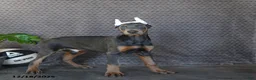 Doberman Pinscher dogs for sale: Zeke - Ad 1