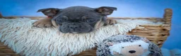 Frenchton dogs for sale: Paris 🎀 - Ad 7