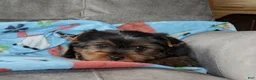 Yorkshire Terrier dogs for sale: Tinker - Ad 5