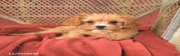 Cavapoo dogs for sale: Daisy - Ad 2
