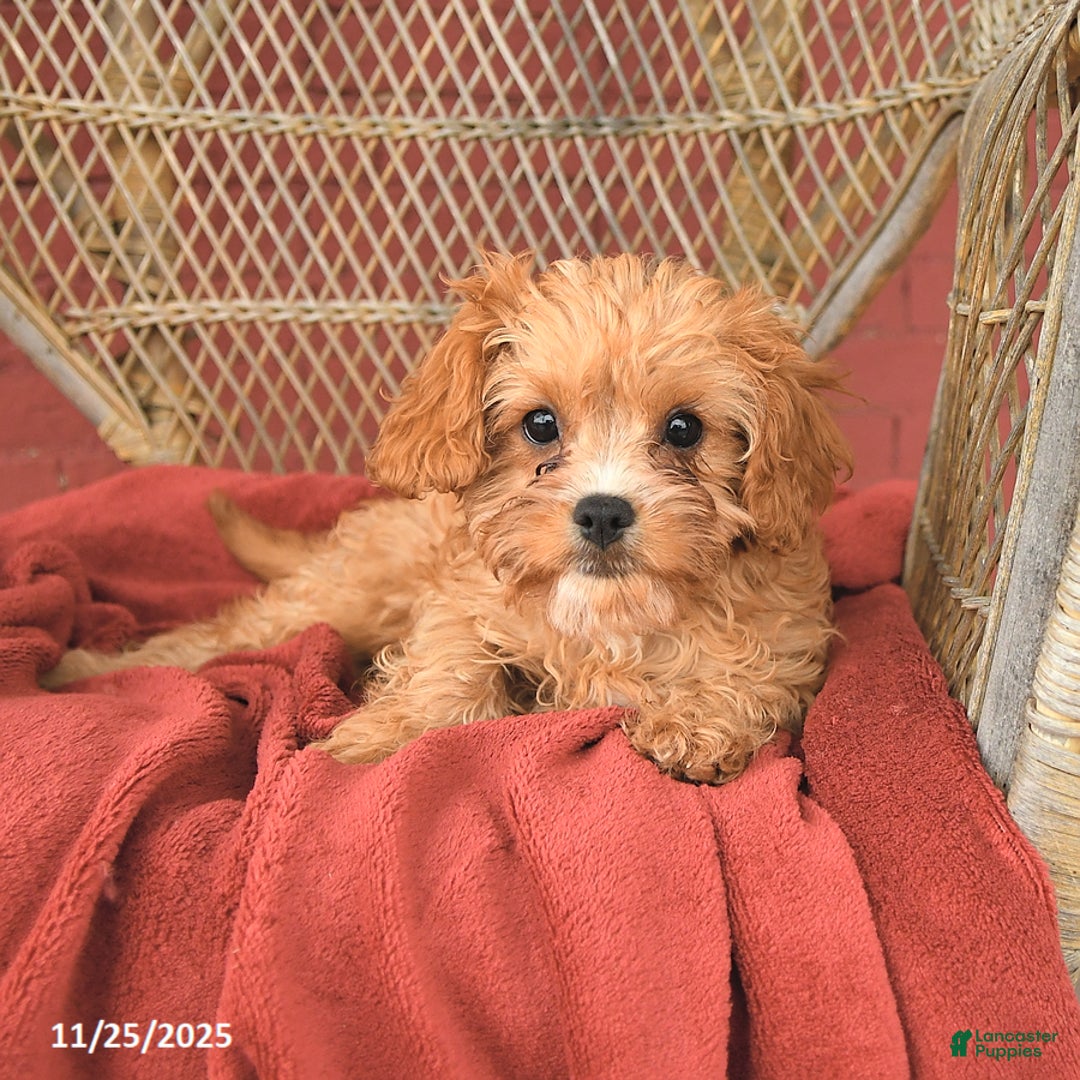 Cavapoo dogs for sale: Daisy - Ad 2