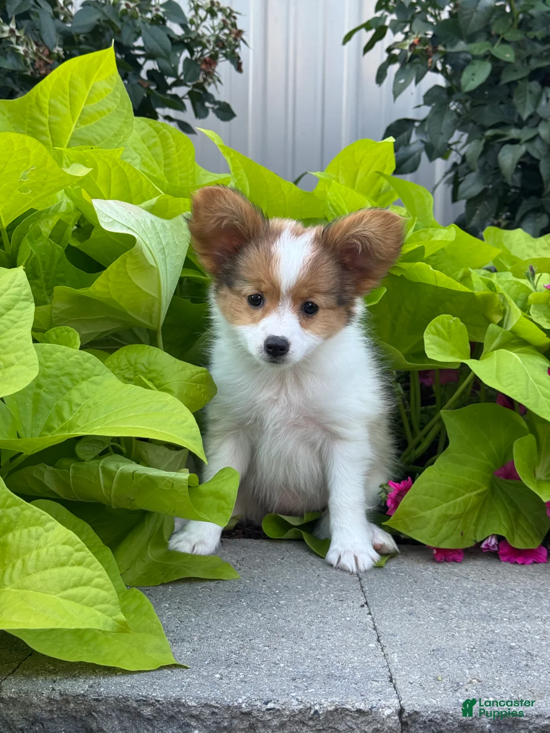 Papillon dogs for sale: Rosie - Ad 1