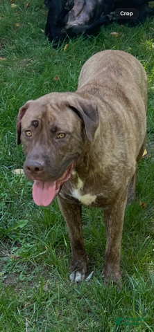 Mixed Breed dogs Mixed Breed 5 - Ad 2
