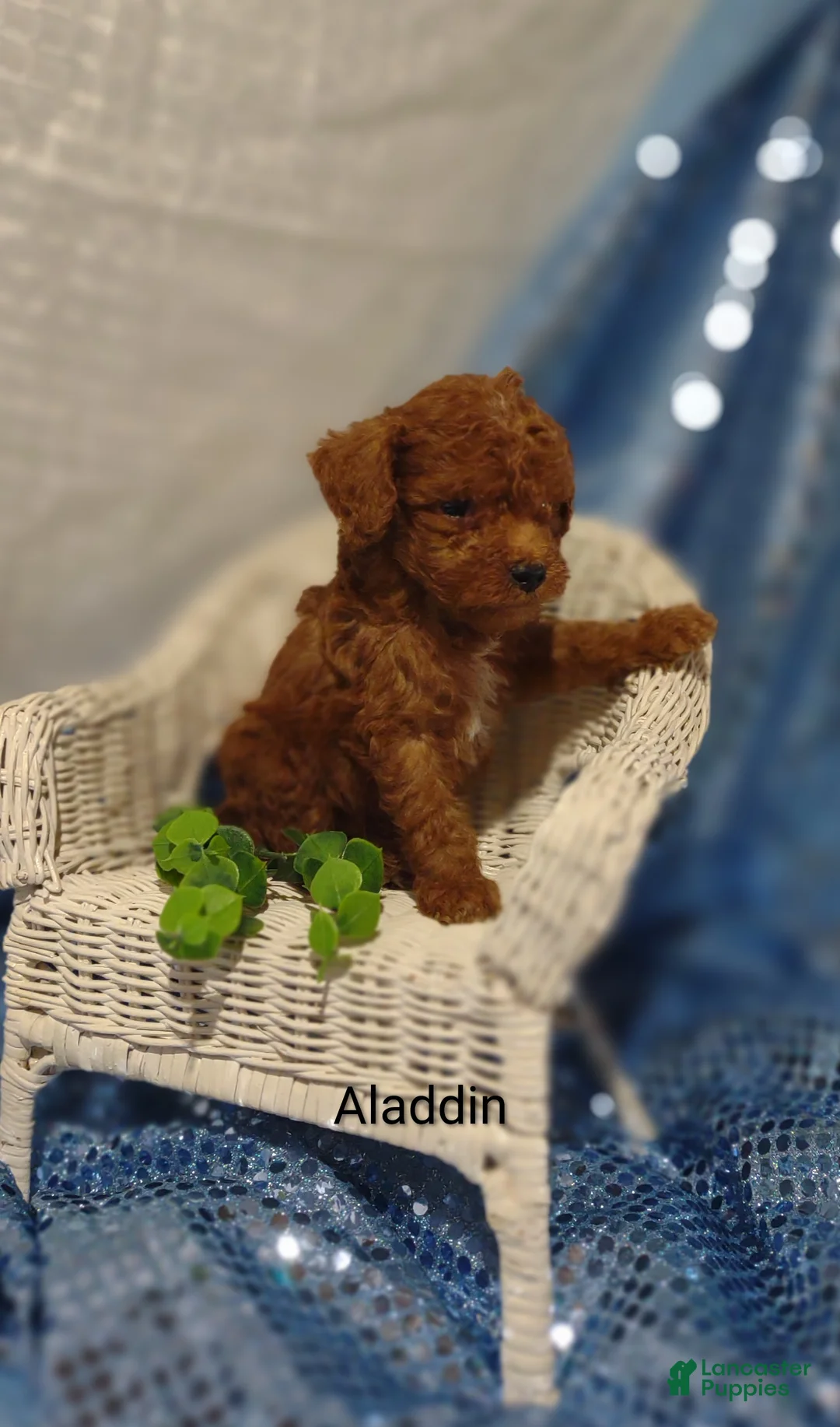 Cavapoo dogs for sale: Alice - Ad 20
