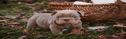 English Bulldog dogs for sale: Titan - Ad 1